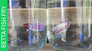 Use an aquarium net to scoop out the dead fish. Betta Fry Dying Here S Why And What To Do Acuario Pets