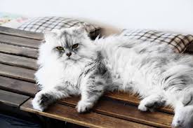 In fact, if you want to get truly technical about it, you could separate the domestic longhair cat into long haired, semi long haired and short haired cats. Friendliest Cat Breeds Choosing The Right Cat For You Cats Guide