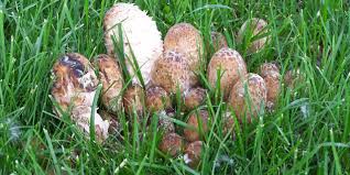 It does that through a mushroom that will expel spores. Three Tips On How To Distinguish An Edible Mushroom From A Poisonous One