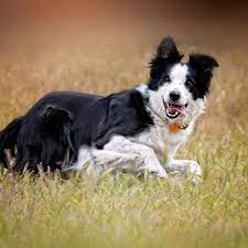 Wildfires In California Couldn T Keep This Adorable Family Dog Away Awesome Dogs Bravedogs Awesomedogs Loyaldogd Dog Photograph Pet Life Family Dogs