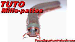 Le pou est l'ennemi numéro un des mamans qui ont des enfants scolarisés. Tuto Mille Pattes Terrarium Naturel Bio Actif A Iule Tonkinbolus Caudulanus De Isopodsmania Fr Youtube