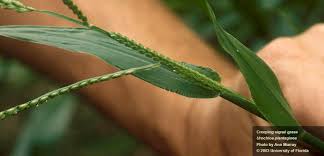 Image result for Urochloa umbellata