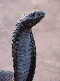 Pin On Snakes