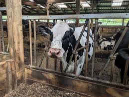 Check spelling or type a new query. Cow Shed Picture Of Smithills Open Farm Bolton Tripadvisor