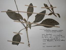 Image result for Crossandra puberula