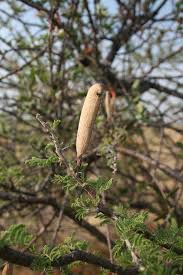 Image result for Acacia hebeclada