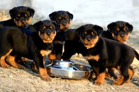 Resultado de imagem para foto dos rottweiler