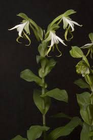 Image result for Bonatea steudneri