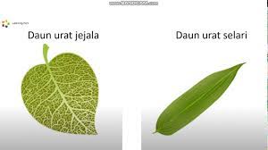 Kuiz tumbuhan sains tahun 1draft. 16 4 2020 Khamis Sains Tahun 1 Bahagian Tumbuhan Youtube