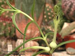 Image result for Ceropegia lugardiae