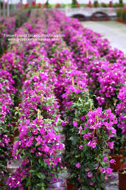 Pin On Bougainvillea