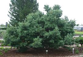 Bonsai garten manser 33104 paderborn. Gehlhaar Gartenbaumschule Hannover Pflanzen Formgeholze Madchenkiefer Schoon S Bonsai Pinus Parviflora Schoon S Bonsai