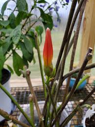 Image result for Stictocardia beraviensis