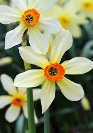 Heirloom Daffodil Bulbs Daffodil Bulbs Daffodils Narcissus Flower