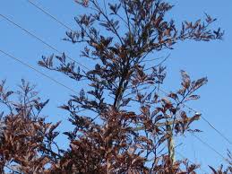 Beware Of Black Knot Disease On Cherry Chokecherry And Plum Trees Dengarden