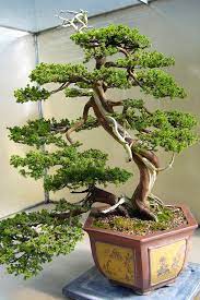 Chinese Juniper Bonsai Pine Bonsai Japanese Bonsai Tree Bonsai Tree