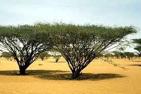 Image result for Acacia tortilis