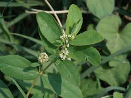 Image result for Euphorbia hypericifolia
