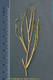 Image result for Stuckenia