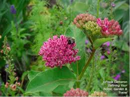 Purple Milkweed Asclepias Purpurascens Is The First Milkweed To Bloom Each Year A Monarch Butterfly Host Plan Deer Resistant Garden Milkweed Garden Milkweed