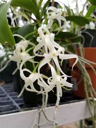 Image result for Cyrtorchis arcuata