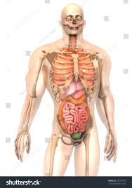 Image result for internal organs