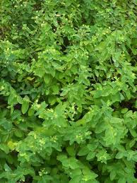 Image result for Andrachne ovalis