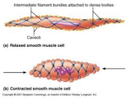Explain how smooth muscle works with internal organs and passageways through the body. Histology Of Muscle