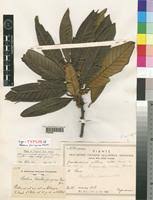 Image result for Pouteria adolfi-friederici