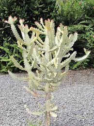 Euphorbia meloformis (melon spurge) is a dwarf succulent with green spineless stems that grow up euphorbia suppressa. Euphorbia Lactea White Ghost Cactus Euphorbiaceae Thorny Bastards