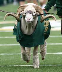 Colorado State University Rams Live Animal Mascot Cam The Ram Colorado State University Visit Colorado Live Mascot