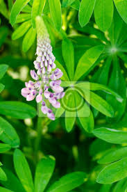 Junge pflanzen können für schnecken anfällig sein. Blume Natur Pflanze Rosa Blumen Grun Lila Fruhling Garten Fototapete Fototapeten Myloview De