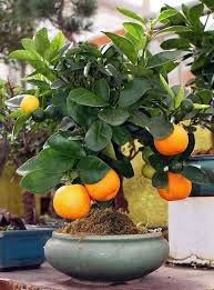 Check spelling or type a new query. Amazing Bonzai Fruit Trees Awesome Post Bonsai Fruit Tree Bonsai Orange Tree Organic Fruit Trees