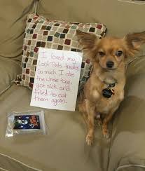 Loosin Your Loot Dog Shaming Loot Dog Pictures