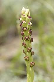 Image result for Corycium dracomontanum