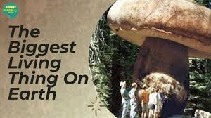 Check spelling or type a new query. The Biggest Living Thing On Earth Is A Giant Fungus Youtube