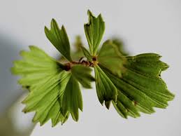 Image result for Myrothamnus flabellifolius