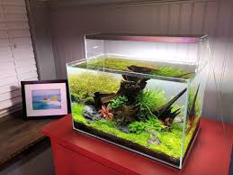 Pin On Plantedtank
