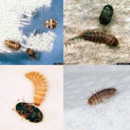 How to Get Rid of Carpet Beetles?