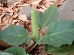 Image result for Datura inoxia