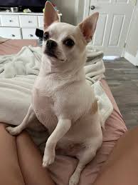 Image result for chihuahua big obesity