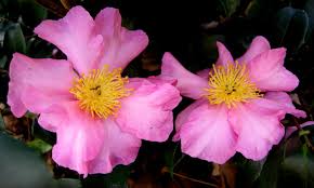 Winter's star camellia camellia x 'winter's star' buy winter's star camellia online. Camellia Winter S Star White Carolyn S Shade Gardens