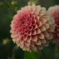 Dahlia Hy Patti Types Of Flowers Flower Farm Dahlia