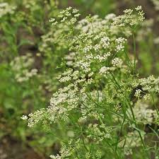 Image result for Anisosepalum