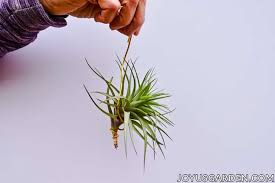 Like a modern pendant light that steals the show, this air nest air plant holder from biggerthanlittle. Hanging Air Plants 10 Easy Ways To Hang Your Tillandsias
