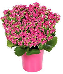 Pink Kalanchoe Plant At From You Flowers Plants Plant Delivery Flowers For You