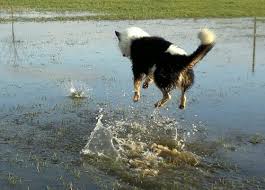 We did not find results for: Urlaub Mit Hund Auf Amrum Ein Kurzer Bericht