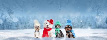 Requesting an appointment at one of our locations is easy. Pet Wellness Clinics Broad Ripple Ø§Ù„ØµÙØ­Ø© Ø§Ù„Ø±Ø¦ÙŠØ³ÙŠØ© ÙÙŠØ³Ø¨ÙˆÙƒ