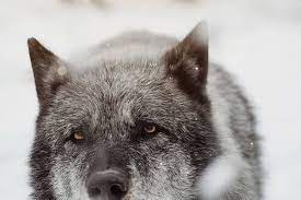Up Close And Personal With Aragorn The Biggest Wolf At The Park Big Wolf Wolf Aragorn