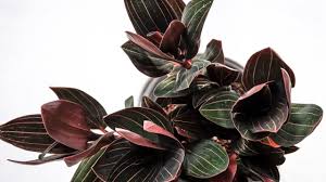 A window that gets bright, indirect light is ideal. 9 Pink House Plants Perfect For Pink Lovers